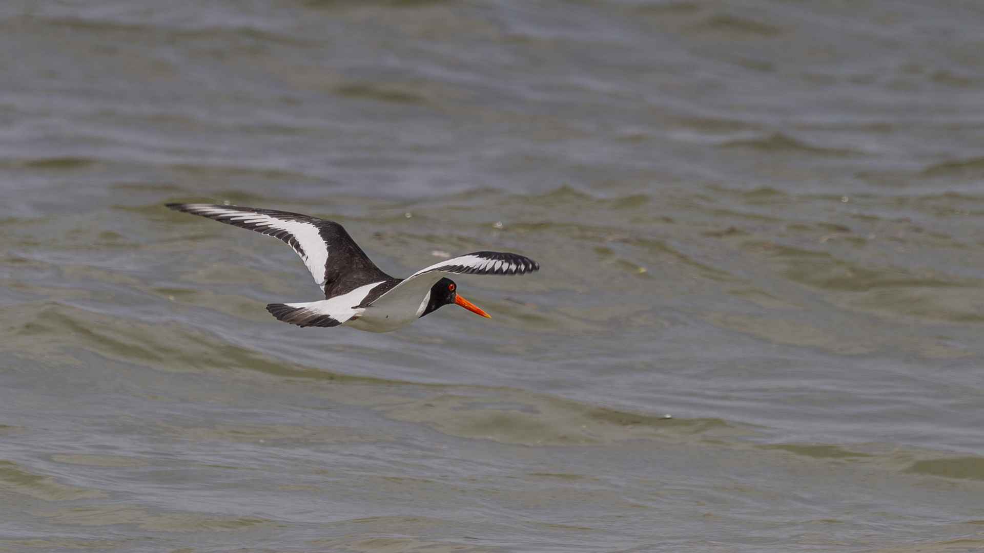 Eurasian Oystercatcher